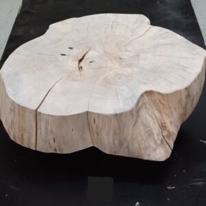 Willow Tree Trunk Slices